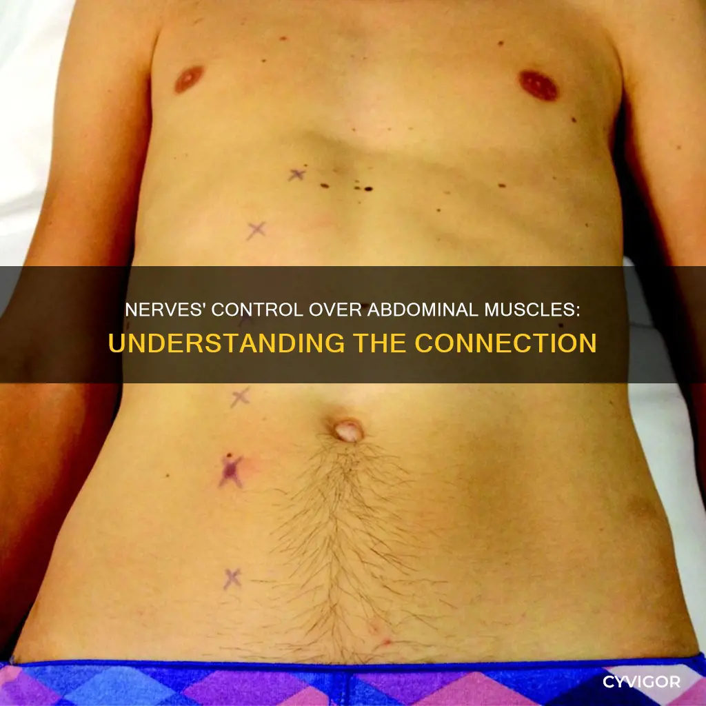 what nerves conrol abdomen muscles