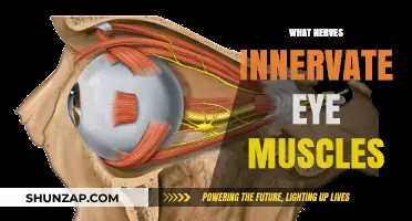 Eye Muscles: Innervated by Cranial Nerves