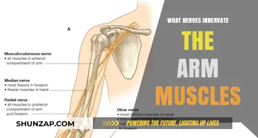 Understanding Arm Muscle Innervation: Key Nerves and Their Functions