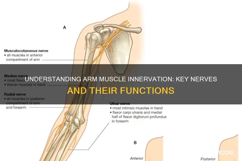 what nerves innervate the arm muscles