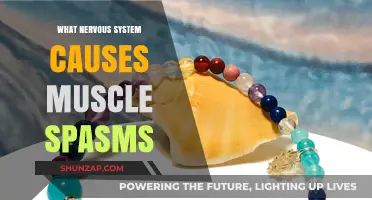 Understanding Muscle Spasms: The Role of the Nervous System Explained
