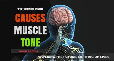 Understanding Muscle Tone: The Role of the Nervous System Explained