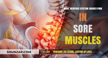 Understanding How the Nervous System Triggers Pain in Sore Muscles