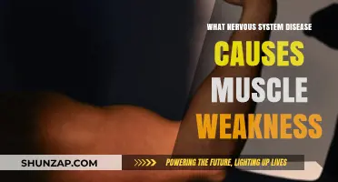 Understanding Nervous System Disorders Leading to Muscle Weakness