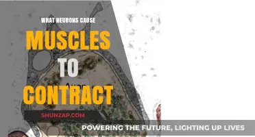 How Motor Neurons Trigger Muscle Contractions: A Scientific Breakdown
