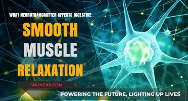 Neurotransmitter Role in Digestive Smooth Muscle Relaxation Explained