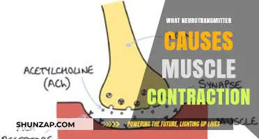 Neurotransmitter Acetylcholine: The Key Driver of Muscle Contraction Explained