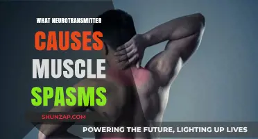 Neurotransmitter Link to Muscle Spasms: Unraveling the Acetylcholine Connection