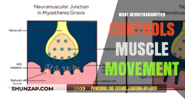 Neurotransmitters and Muscle Movement: Unlocking the Body's Secrets