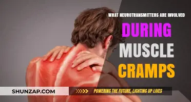 Unraveling the Neurotransmitter Mystery Behind Muscle Cramps