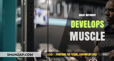 Building Muscle: The Essential Nutrient You Need
