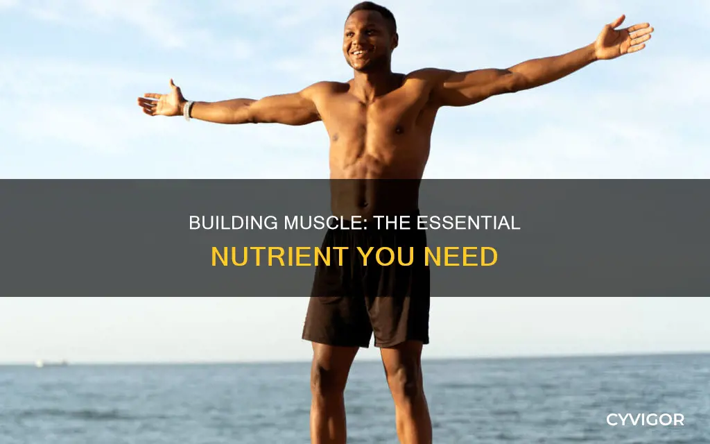 what nutrient develops muscle