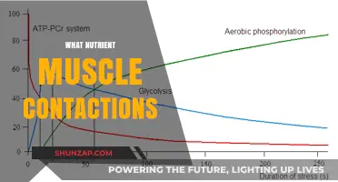Muscle Contractions: The Power of Nutrients