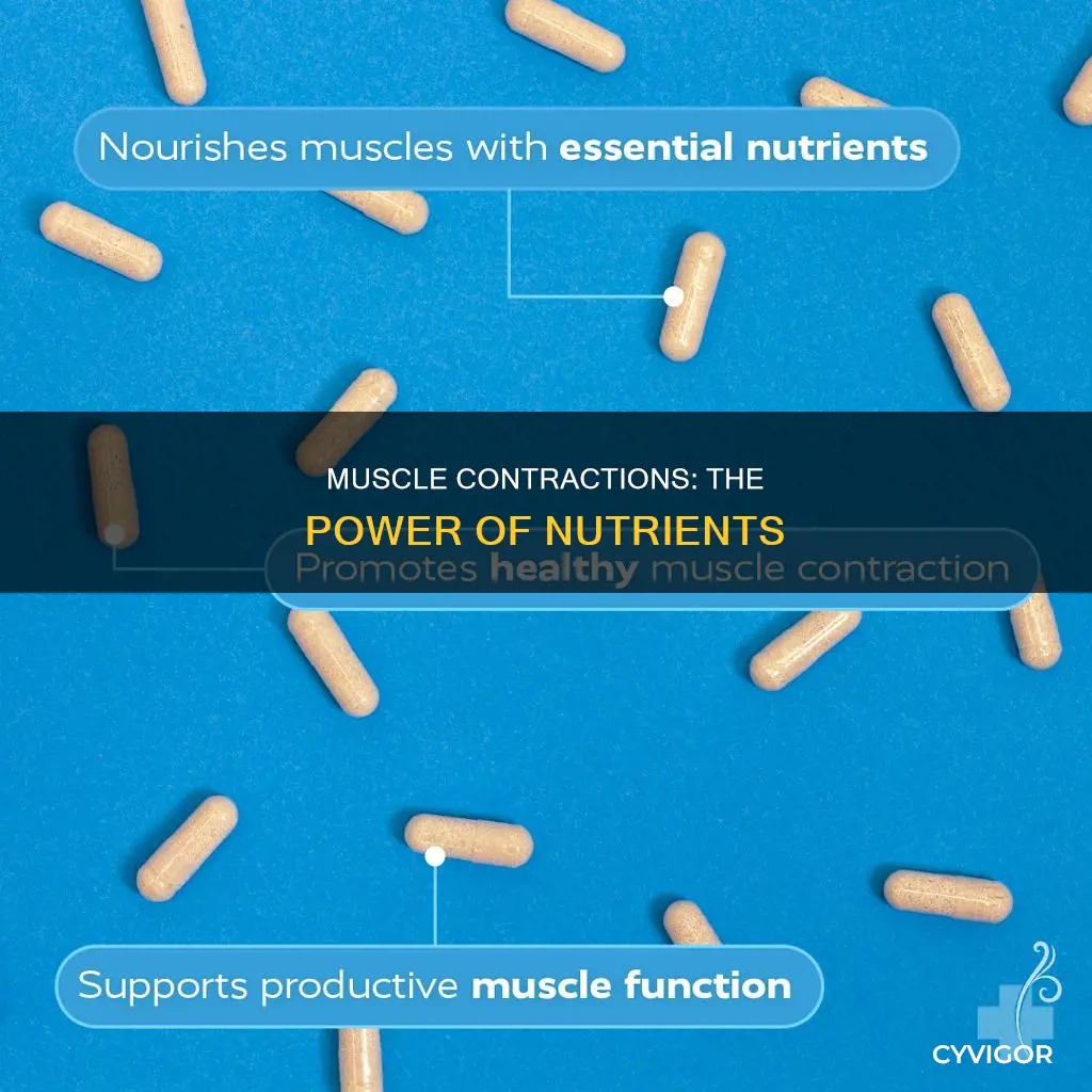 what nutrient muscle contactions