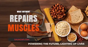 Muscle Repair: The Key Nutrient You Need