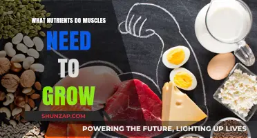 Fuel Your Muscle Growth: Essential Nutrients for Strength and Size