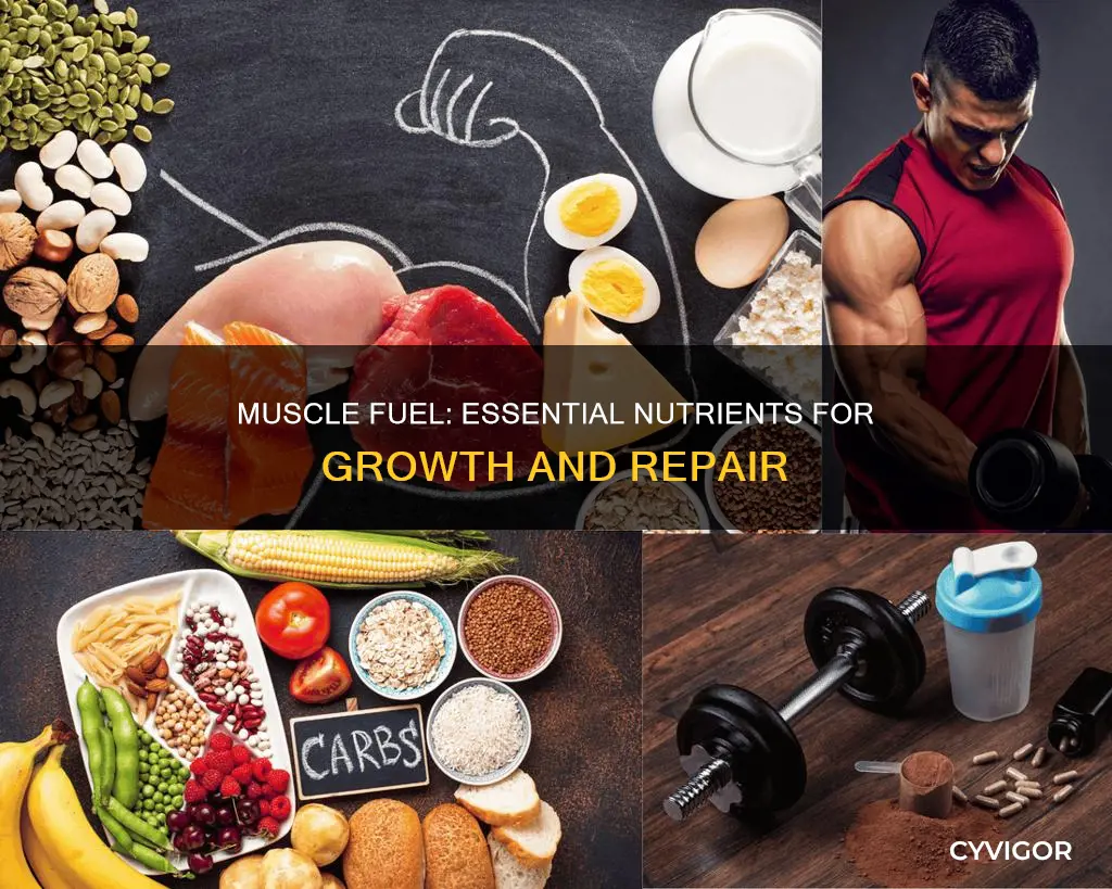 what nutrients fuels muscles