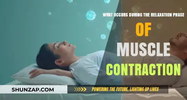 Unwinding Muscles: Exploring the Relaxation Phase of Contraction Process