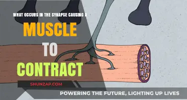 How Synaptic Activity Triggers Muscle Contraction: A Detailed Explanation