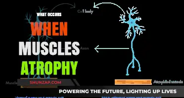 Muscle Atrophy: Understanding the Loss of Muscle Mass and Strength