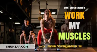 Effective Muscle Group Workout Order: Maximize Gains, Minimize Fatigue