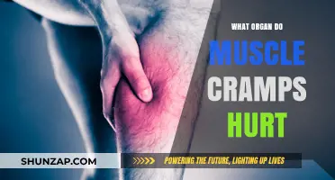 Unraveling the Mystery: Which Organ Causes Muscle Cramps?