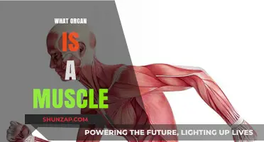 Muscles and Organs: What's the Connection?