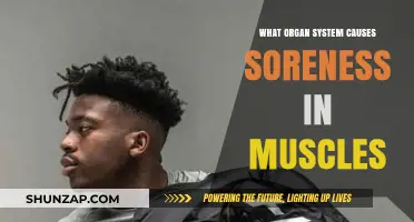 Muscle Soreness Explained: The Role of the Musculoskeletal System