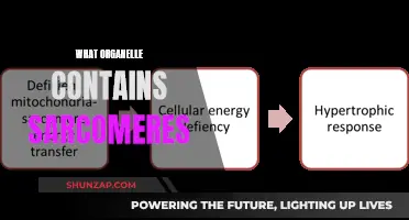Sarcomeres: The Muscle Workhorses in Organelles