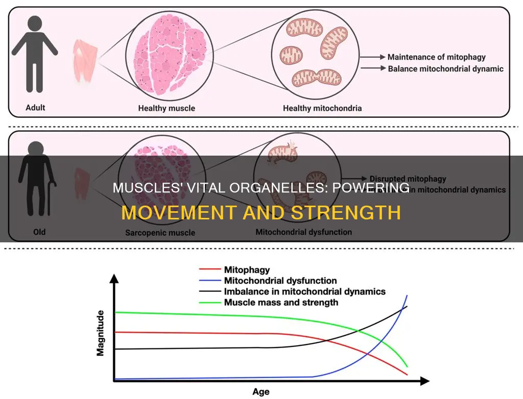 what organelle do muscles need