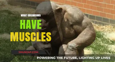 Muscular Marvels: Exploring the World of Muscular Organisms