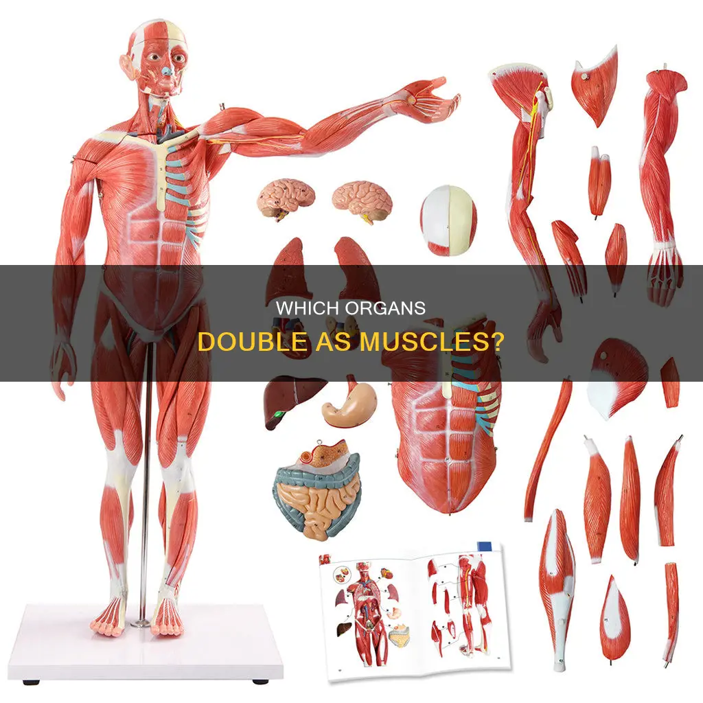 what organs are also muscles