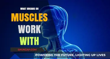 How Muscles Collaborate with Organs for Optimal Body Function