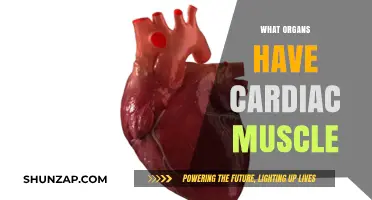 The Heart and Beyond: Organs with Cardiac Muscle