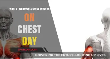 Maximize Chest Day: Complementary Muscle Groups to Target for Optimal Results
