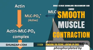 Exploring Alternative Signaling Pathways for Smooth Muscle Contraction Mechanisms