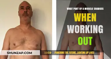 How Muscles Transform: Unveiling the Workout-Induced Changes in Muscle Fibers
