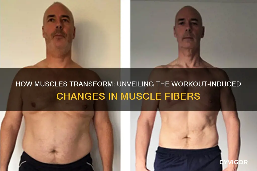 what part of a muscle changes when working out