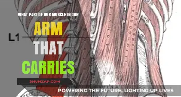 Understanding the Arm Muscles Responsible for Carrying and Lifting Objects