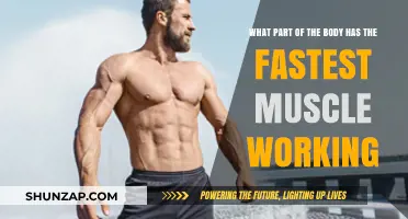 The Body's Fastest Muscle: Unveiling the Speed Champion Within Us