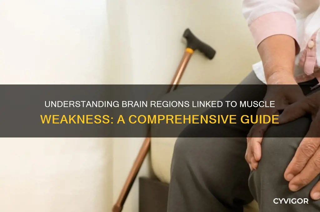 what part of the brain causes muscle weakness