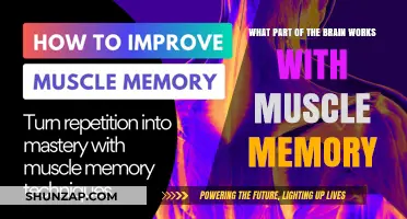 Unlocking Muscle Memory: The Cerebellum's Role in Automatic Movement