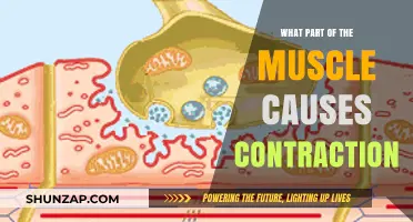 Understanding Muscle Contraction: The Role of Sarcomeres and Actin-Myosin Filaments