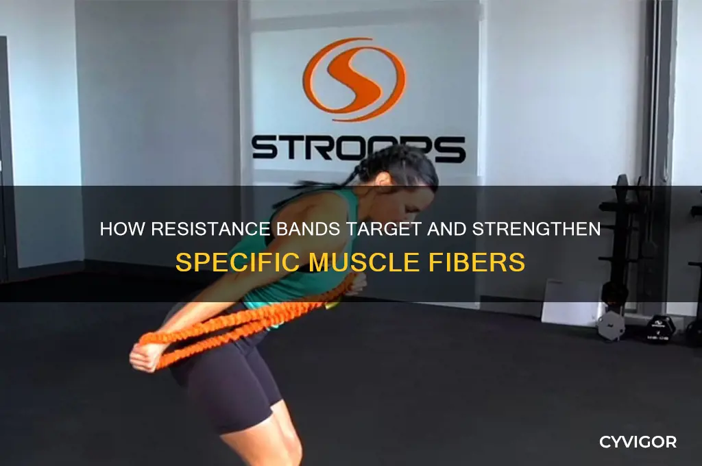 what part of the muscle do bands work