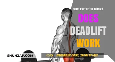 Deadlift Muscles: Targeted Areas and Full-Body Benefits Explained