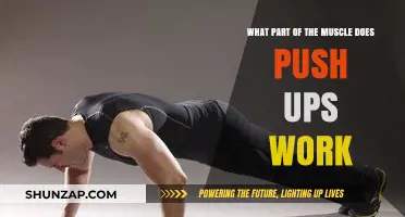 Push-Ups Target: Chest, Shoulders, Triceps, and Core Muscles Explained
