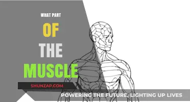 Exploring the Intricate Anatomy of Muscle Function