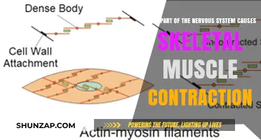 How the Nervous System Triggers Skeletal Muscle Contraction Explained