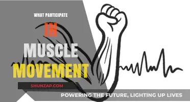 How Muscles Move: The Powerhouses of Movement