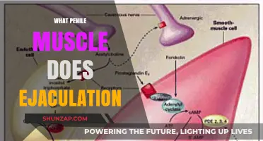 How Penile Muscles Trigger Ejaculation